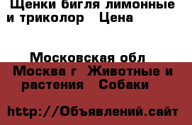 Щенки бигля лимонные и триколор › Цена ­ 18 000 - Московская обл., Москва г. Животные и растения » Собаки   